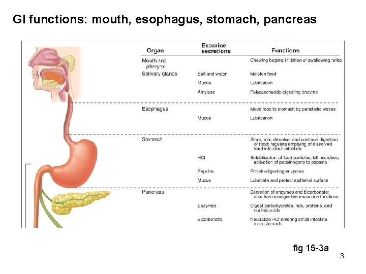 GI functions: mouth, esophagus, stomach, pancreas fig 15 -3 a 3 