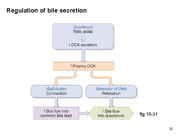 Regulation of bile secretion fig 15 -31 30 