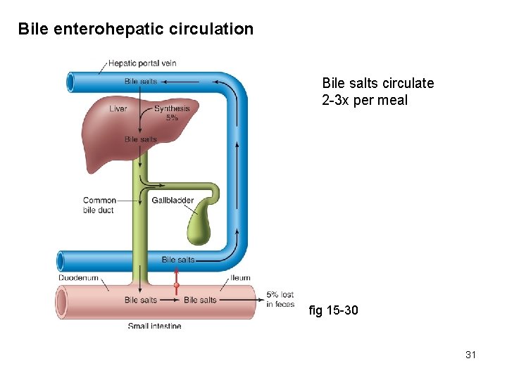 Bile enterohepatic circulation Bile salts circulate 2 -3 x per meal fig 15 -30