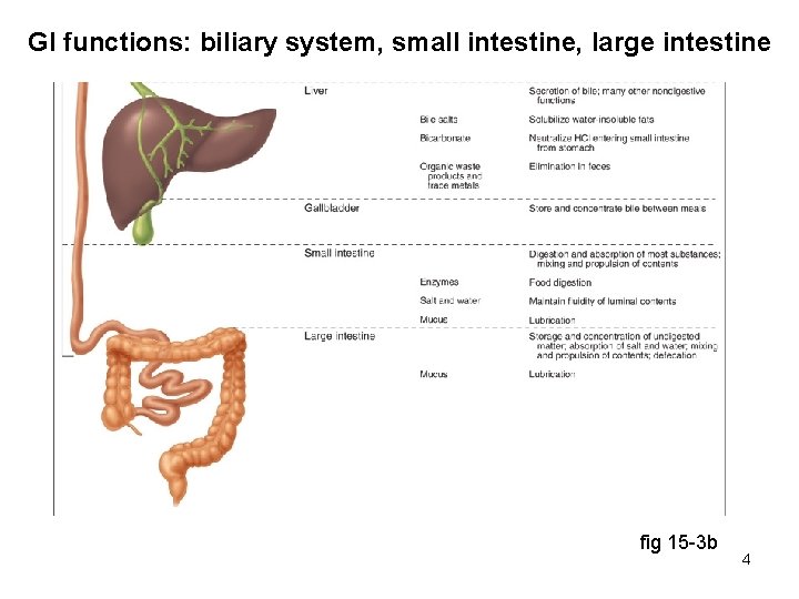 GI functions: biliary system, small intestine, large intestine fig 15 -3 b 4 