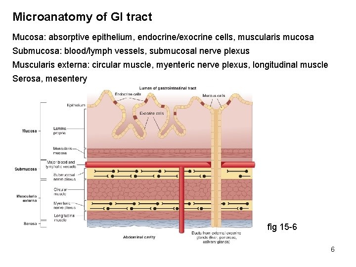 Microanatomy of GI tract Mucosa: absorptive epithelium, endocrine/exocrine cells, muscularis mucosa Submucosa: blood/lymph vessels,