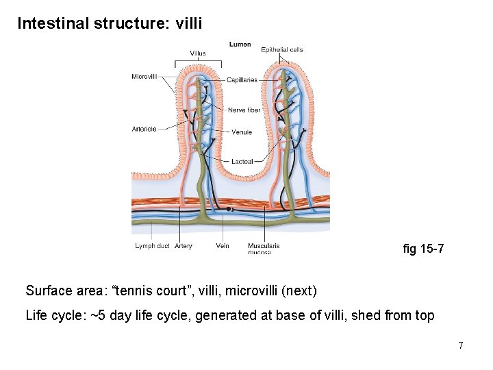 Intestinal structure: villi fig 15 -7 Surface area: “tennis court”, villi, microvilli (next) Life