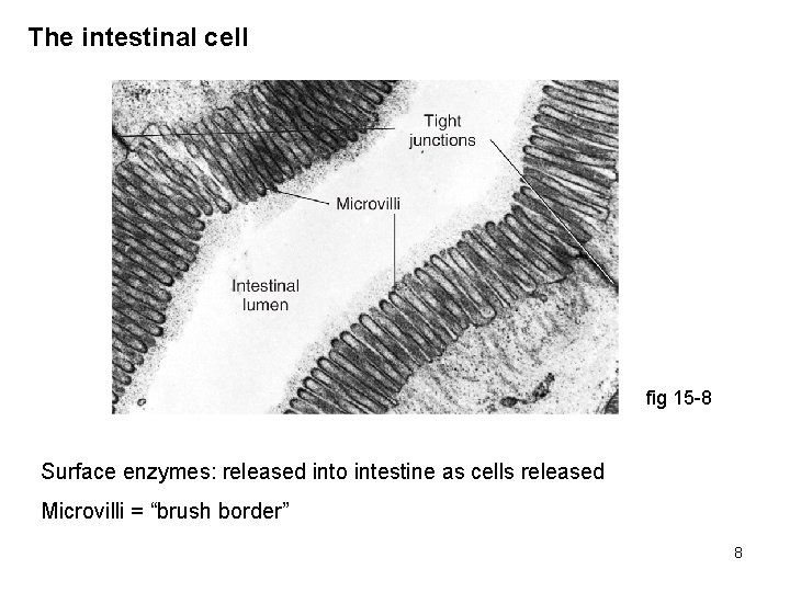 The intestinal cell fig 15 -8 Surface enzymes: released into intestine as cells released