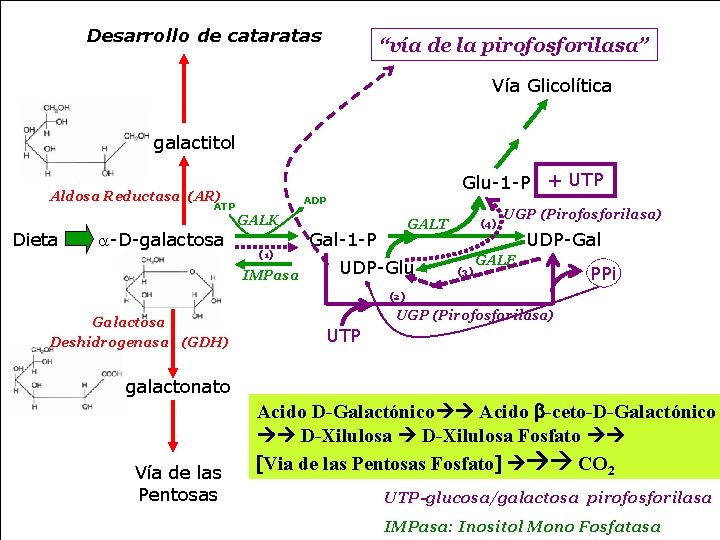 Desarrollo de cataratas “vía de la pirofosforilasa” Vía Glicolítica galactitol Glu-1 -P + UTP