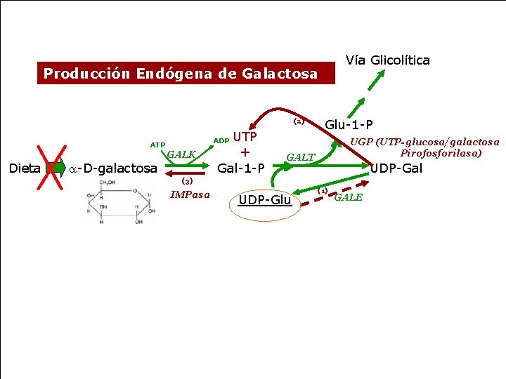 Vía Glicolítica Producción Endógena de Galactosa (2) UGP (UTP-glucosa/galactosa Pirofosforilasa) ADP ATP GALK Dieta