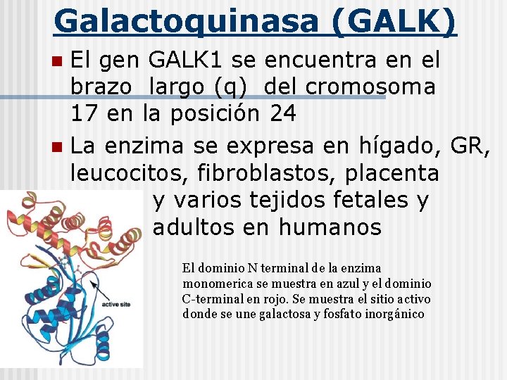 Galactoquinasa (GALK) El gen GALK 1 se encuentra en el brazo largo (q) del