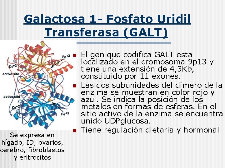 Galactosa 1 - Fosfato Uridil Transferasa (GALT) n n Se expresa en hígado, ID,