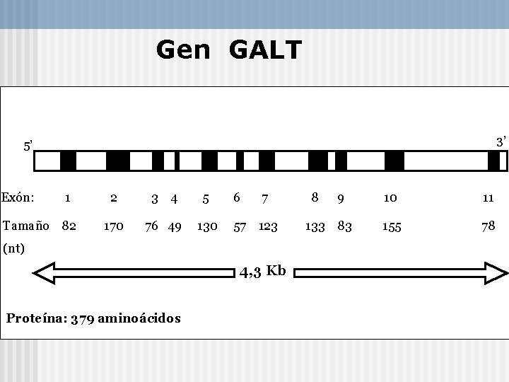 Gen GALT 3’ 5’ Exón: 1 Tamaño 82 2 3 4 5 170 76