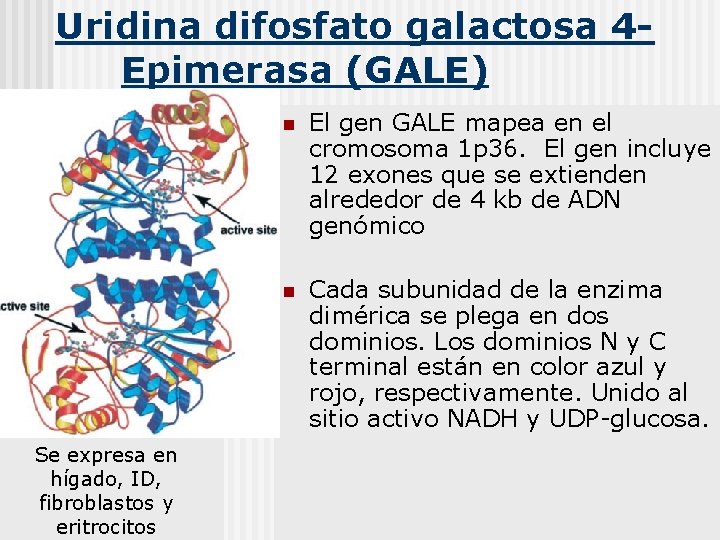 Uridina difosfato galactosa 4 Epimerasa (GALE) Se expresa en hígado, ID, fibroblastos y eritrocitos