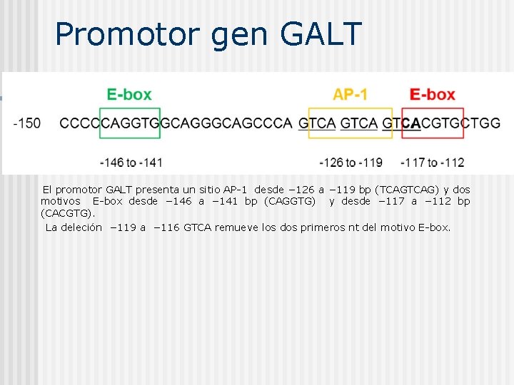 Promotor gen GALT El promotor GALT presenta un sitio AP-1 desde − 126 a