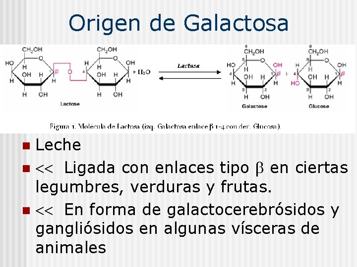 Origen de Galactosa Leche n Ligada con enlaces tipo en ciertas legumbres, verduras y