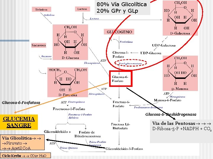 80% Vía Glicolítica 20% GPr y GLp Glucosa-6 -Fosfatasa GLUCEMIA SANGRE Via Glicolitica Piruvato