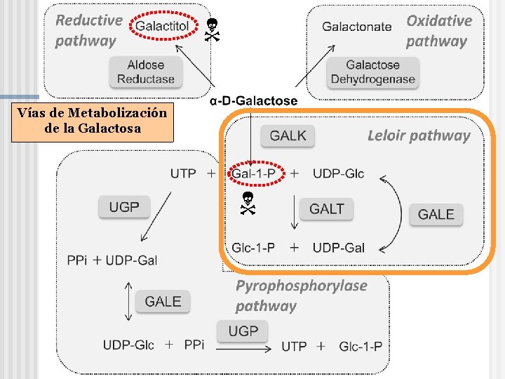  Vías de Metabolización de la Galactosa 