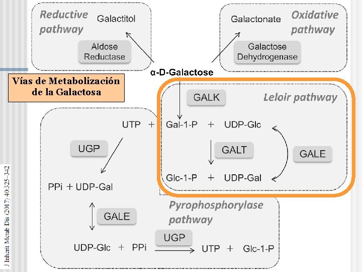 Vías de Metabolización de la Galactosa 