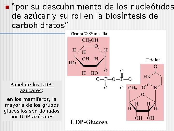 n “por su descubrimiento de los nucleótidos de azúcar y su rol en la