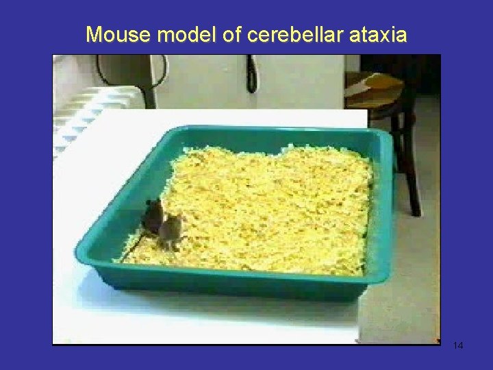 Mouse model of cerebellar ataxia 14 
