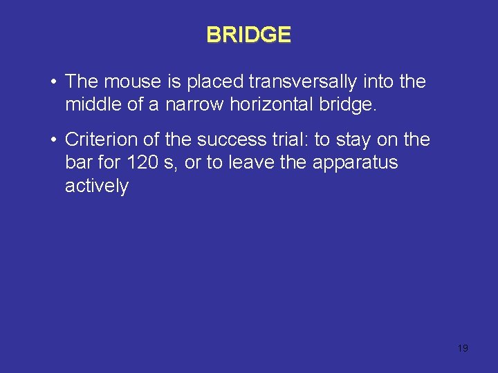 BRIDGE • The mouse is placed transversally into the middle of a narrow horizontal