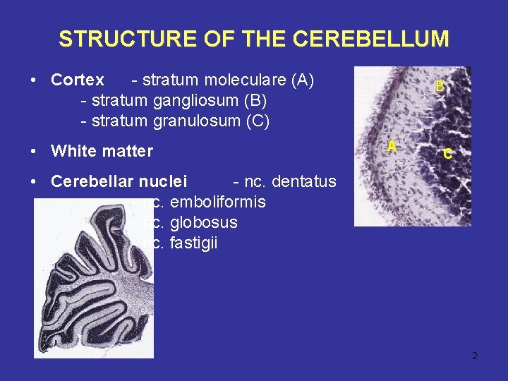 STRUCTURE OF THE CEREBELLUM • Cortex - stratum moleculare (A) - stratum gangliosum (B)