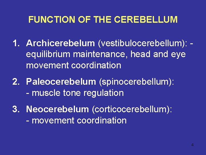 FUNCTION OF THE CEREBELLUM 1. Archicerebelum (vestibulocerebellum): equilibrium maintenance, head and eye movement coordination