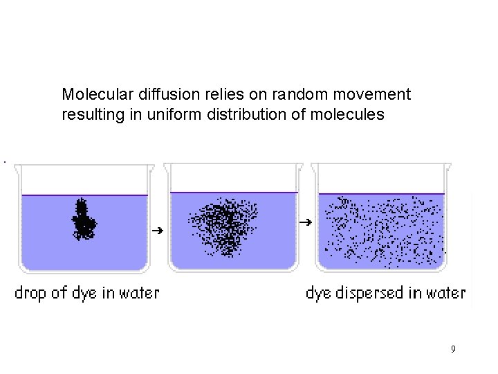 Molecular diffusion relies on random movement resulting in uniform distribution of molecules 9 