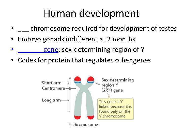 Human development • • ___ chromosome required for development of testes Embryo gonads indifferent