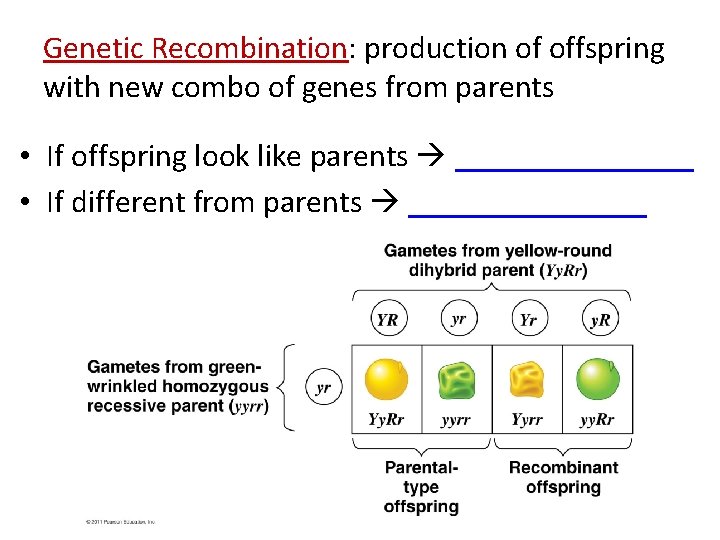 Genetic Recombination: production of offspring with new combo of genes from parents • If
