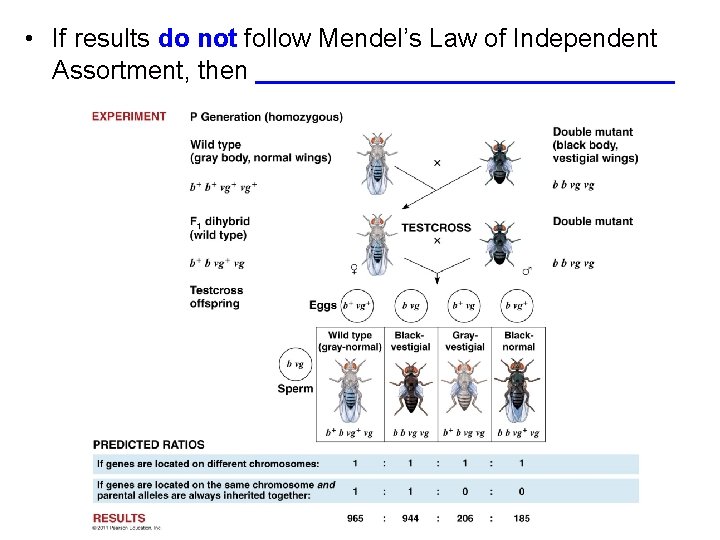 • If results do not follow Mendel’s Law of Independent Assortment, then _______________