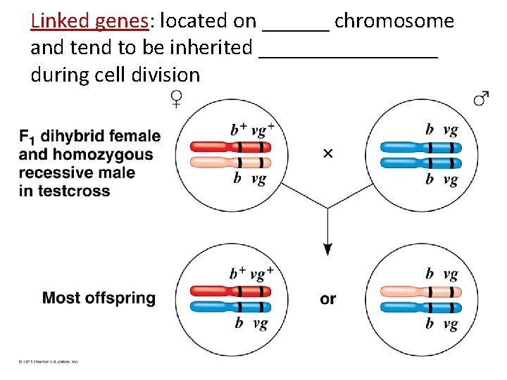 Linked genes: located on ______ chromosome and tend to be inherited ________ during cell