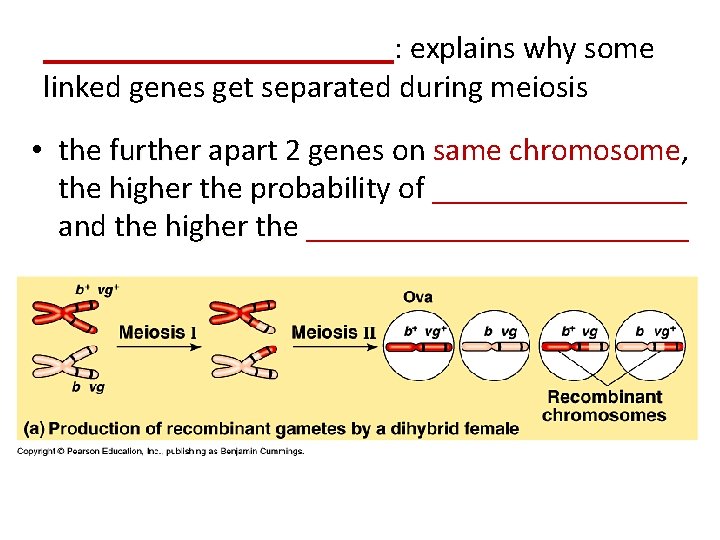___________: explains why some linked genes get separated during meiosis • the further apart