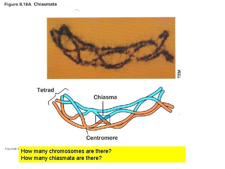 How many chromosomes are there? How many chiasmata are there? 