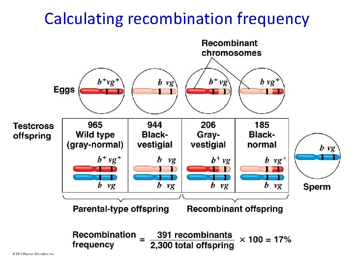 Calculating recombination frequency 