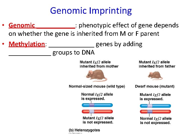 Genomic Imprinting • Genomic ______: phenotypic effect of gene depends on whether the gene