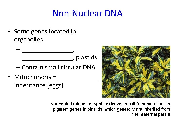Non-Nuclear DNA • Some genes located in organelles – _______________, plastids – Contain small