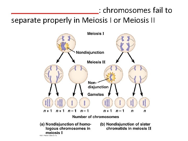___________: ___________ chromosomes fail to separate properly in Meiosis I or Meiosis II 