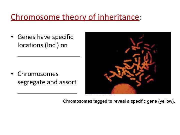 Chromosome theory of inheritance: • Genes have specific locations (loci) on _________ • Chromosomes