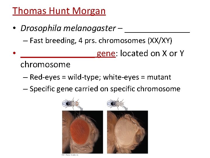Thomas Hunt Morgan • Drosophila melanogaster – _______ – Fast breeding, 4 prs. chromosomes