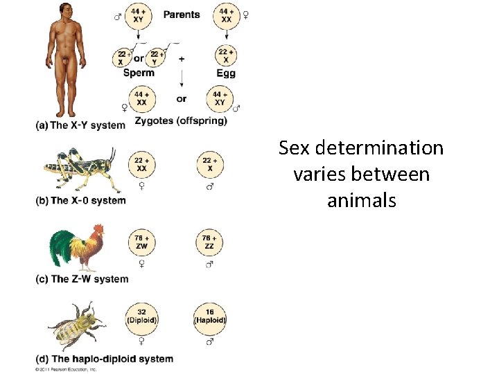 Sex determination varies between animals 