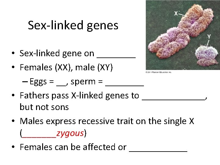 Sex-linked genes • Sex-linked gene on ____ • Females (XX), male (XY) – Eggs