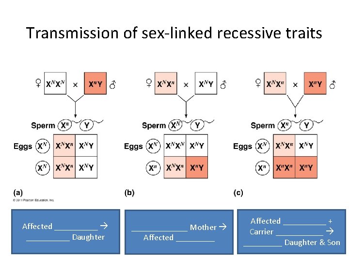 Transmission of sex-linked recessive traits Affected __________ Daughter _______ Mother Affected __________ + Carrier