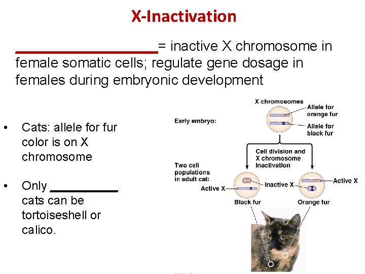 X-Inactivation _________= inactive X chromosome in female somatic cells; regulate gene dosage in females