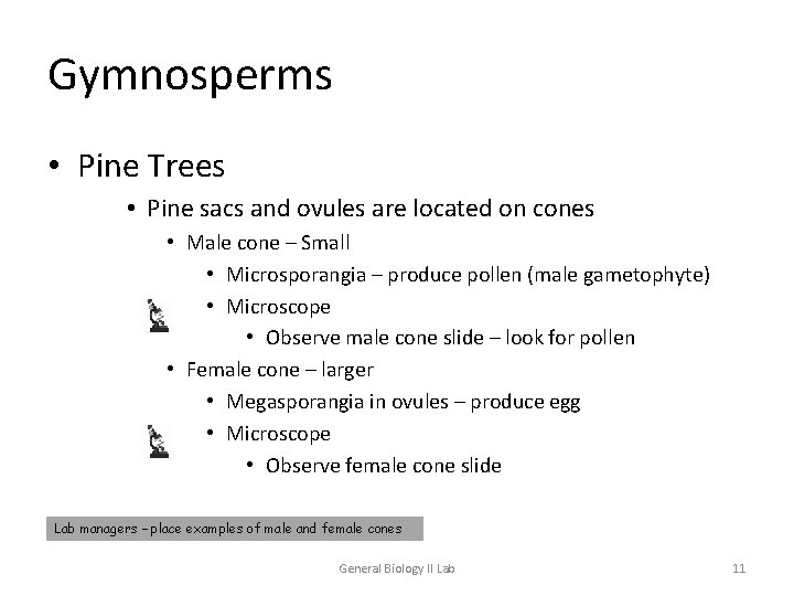 Gymnosperms • Pine Trees • Pine sacs and ovules are located on cones •