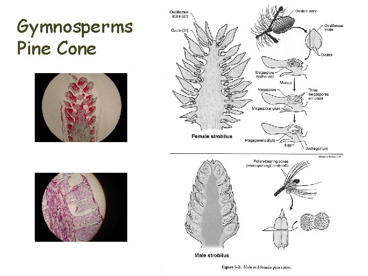 Gymnosperms Pine Cone 