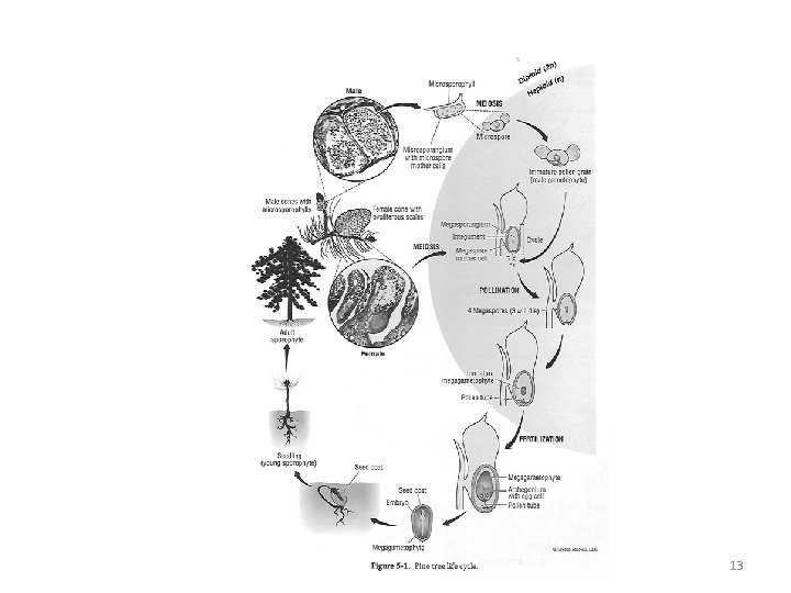 General Biology II Lab 13 