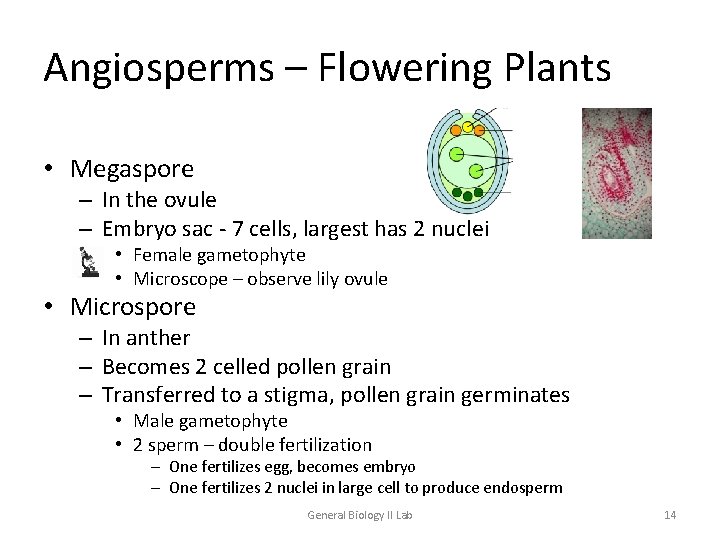 Angiosperms – Flowering Plants • Megaspore – In the ovule – Embryo sac -