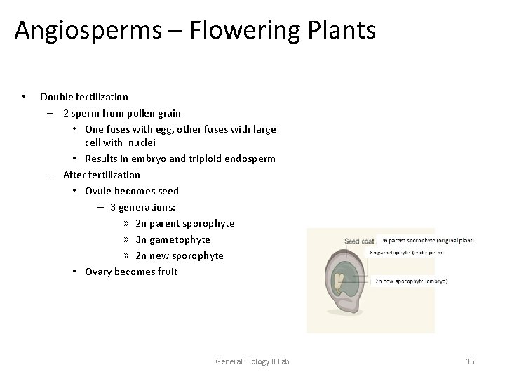 Angiosperms – Flowering Plants • Double fertilization – 2 sperm from pollen grain •