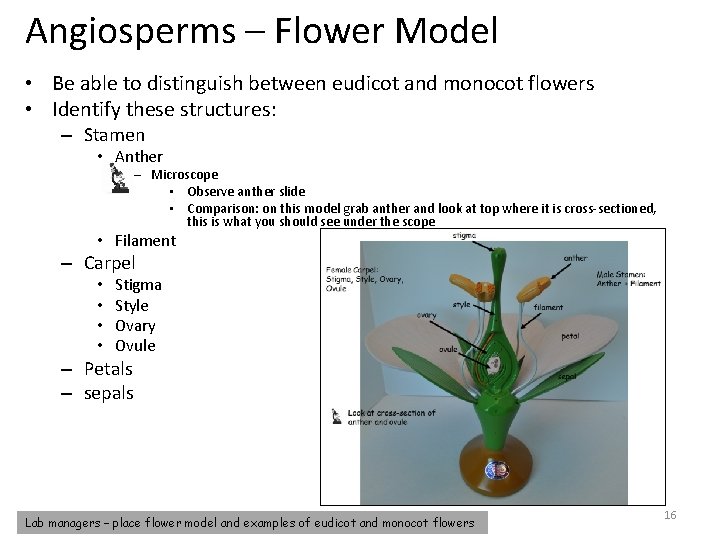 Angiosperms – Flower Model • Be able to distinguish between eudicot and monocot flowers