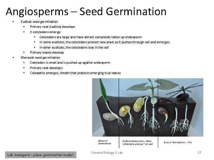 Angiosperms – Seed Germination • • Eudicot seed germination • Primary root (radicle) develops