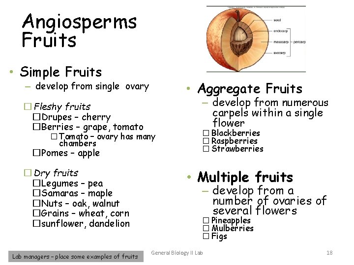 Angiosperms Fruits • Simple Fruits • Aggregate Fruits – develop from single ovary �