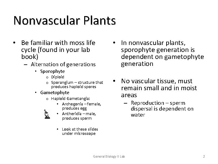 Nonvascular Plants • Be familiar with moss life cycle (found in your lab book)