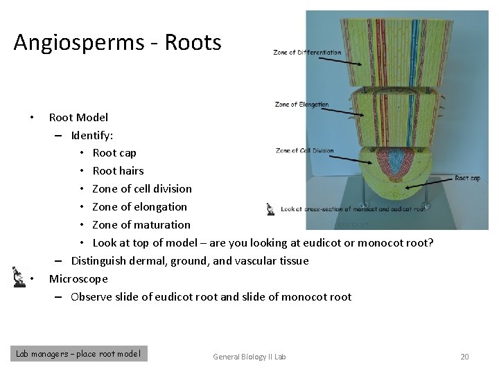 Angiosperms - Roots • • Root Model – Identify: • Root cap • Root